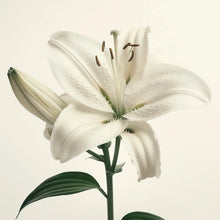 Biała lilia w naturalnym świetle – inspiracja czystością i lekkością białego pudru Hedonista
