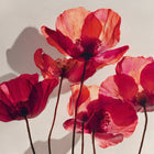 Intensywnie różowo-czerwone maki w świetlistym odcieniu – inspiracja kolorem błyszczyka Hedonista LikeaVirgin