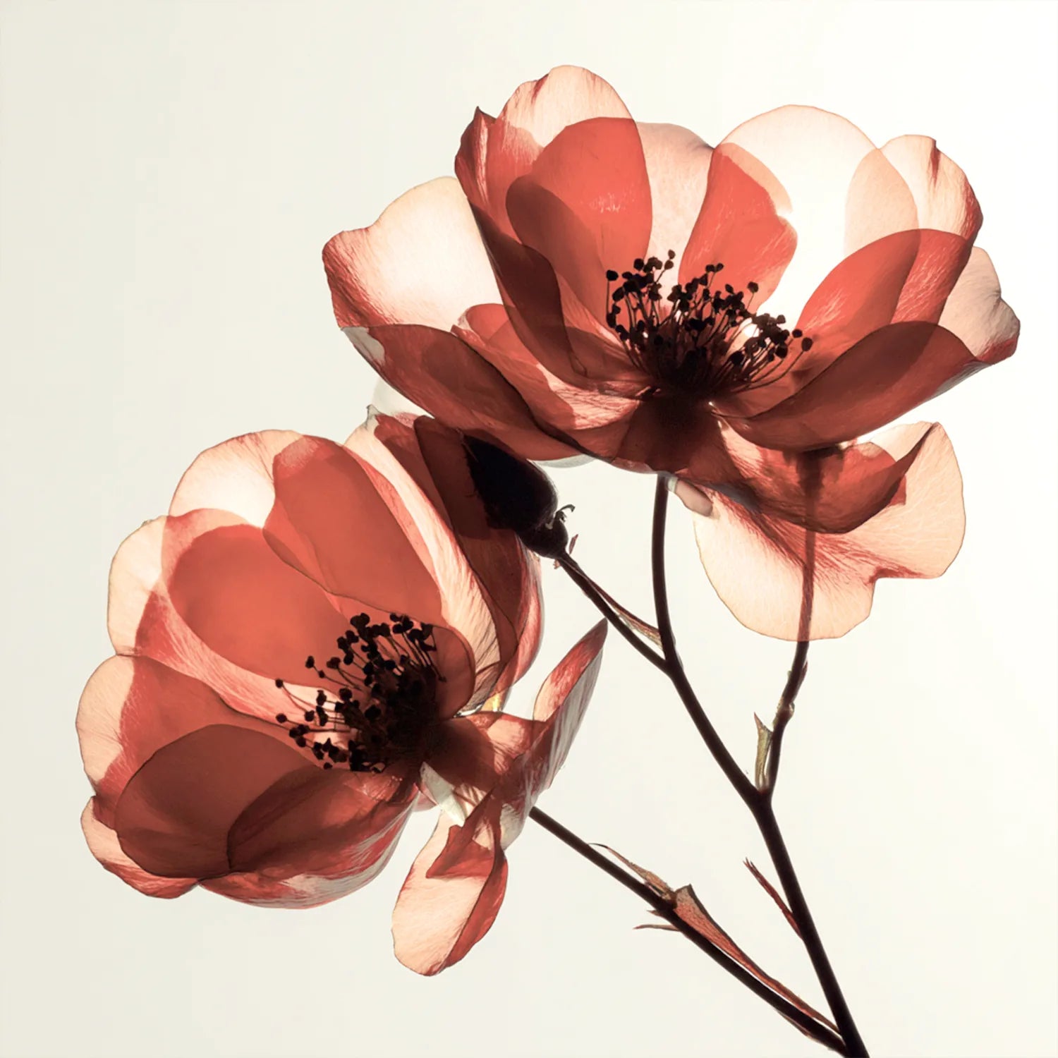 Kwiaty w ciepłym, różowo-brzoskwiniowym odcieniu nude – inspiracja kolorem błyszczyka Hedonista Nudaholic