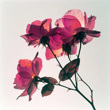 Różowe róże w intensywnym, świetlistym odcieniu – inspiracja kolorem błyszczyka Hedonista TheBossOfGloss