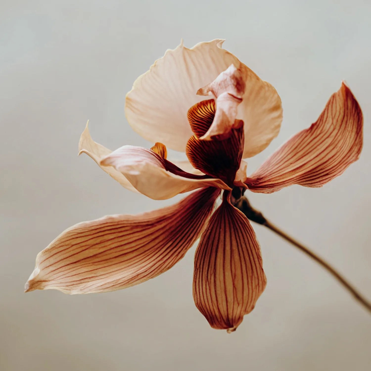 Kwiat w chłodnym, taupe-brązowym odcieniu – inspiracja kolorem bronzera Hedonista Cool Shade