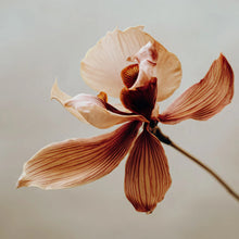 Kwiat w chłodnym, taupe-brązowym odcieniu – inspiracja kolorem bronzera Hedonista Cool Shade