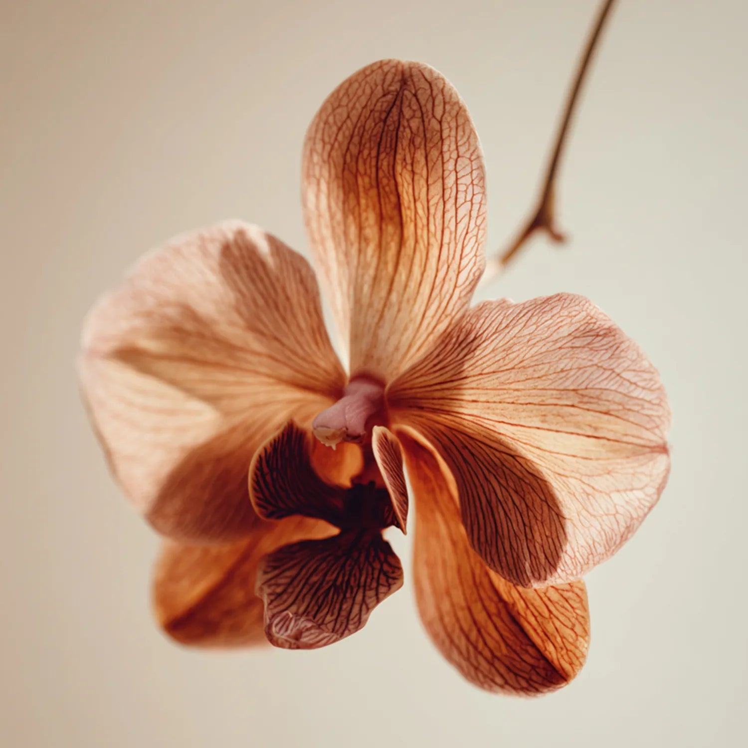 Kwiat w ciepłym karmelowo-brązowym odcieniu – inspiracja kolorem bronzera Hedonista Medium Shade