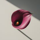 Śliwkowo-burgundowy kwiat w głębokim, nasyconym odcieniu – inspiracja kolorem matowej pomadki Hedonista AboutHer