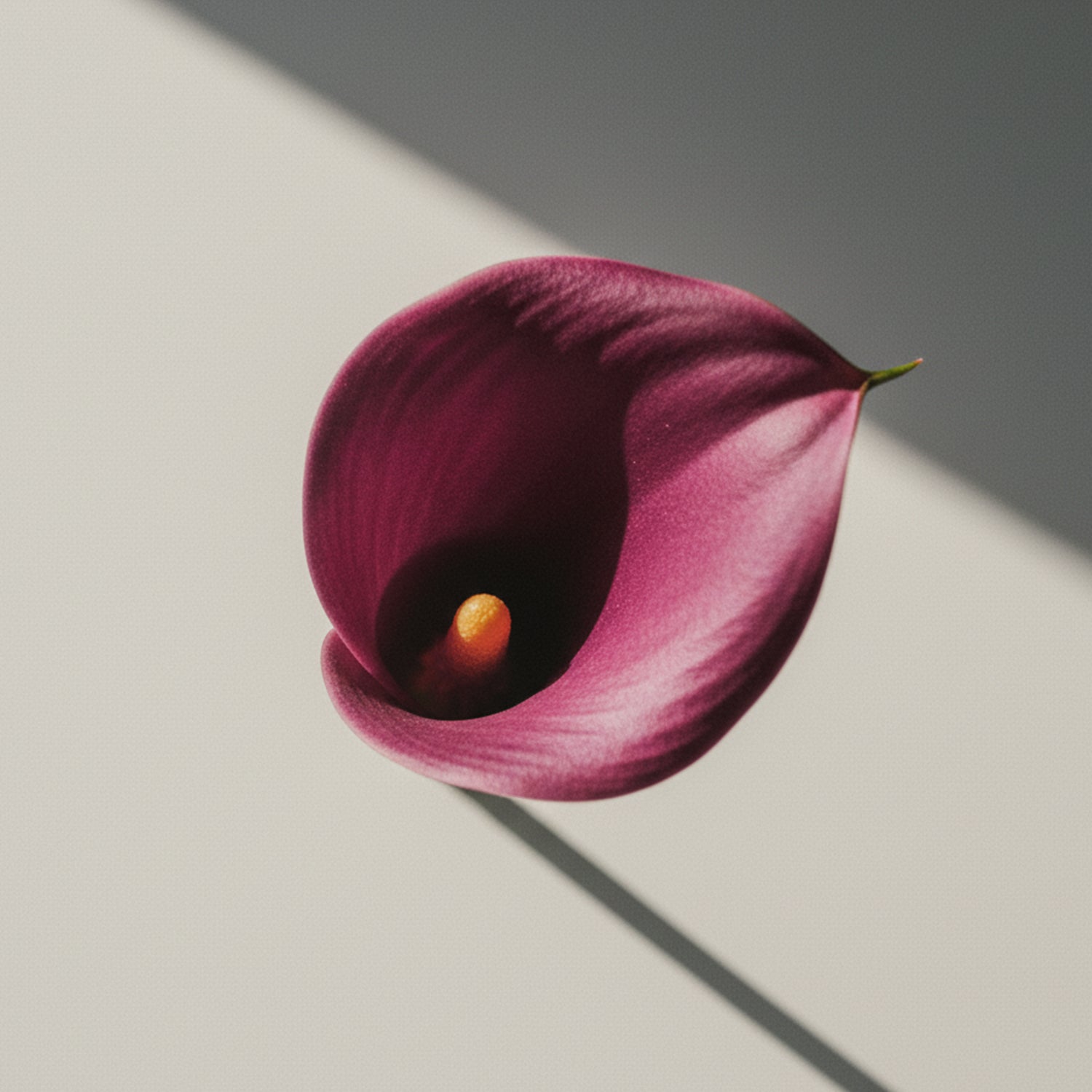 Śliwkowo-burgundowy kwiat w głębokim, nasyconym odcieniu – inspiracja kolorem matowej pomadki Hedonista AboutHer