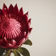 Kwiat w intensywnym czerwonym odcieniu – inspiracja kolorem matowej pomadki Hedonista DevilWearsRed