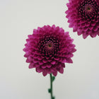 Intensywnie purpurowo-fuksjowe kwiaty w głębokim, nasyconym odcieniu – inspiracja kolorem matowej pomadki Hedonista LadyKungFu