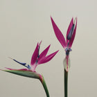 Tropikalne kwiaty w intensywnym, chłodnym fuksjowym odcieniu – inspiracja kolorem matowej pomadki Hedonista LIP SICK!