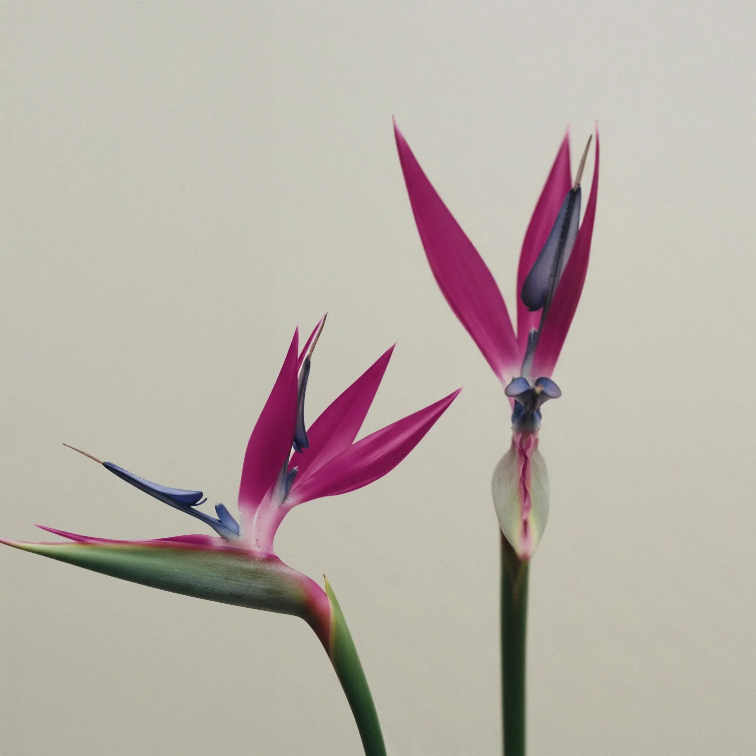 Tropikalne kwiaty w intensywnym, chłodnym fuksjowym odcieniu – inspiracja kolorem matowej pomadki Hedonista LIP SICK!