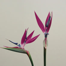 Tropikalne kwiaty w intensywnym, chłodnym fuksjowym odcieniu – inspiracja kolorem matowej pomadki Hedonista LIP SICK!