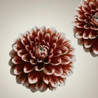 Kwiat w przygaszonym odcieniu nude z nutą czerwieni – inspiracja kolorem matowej pomadki Hedonista NudeYork