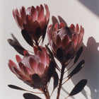 Kwiaty w ciepłym różowo-brązowym odcieniu z nutą mauve – inspiracja kolorem matowej pomadki Hedonista PeggyBrown