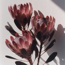 Kwiaty w ciepłym różowo-brązowym odcieniu z nutą mauve – inspiracja kolorem matowej pomadki Hedonista PeggyBrown