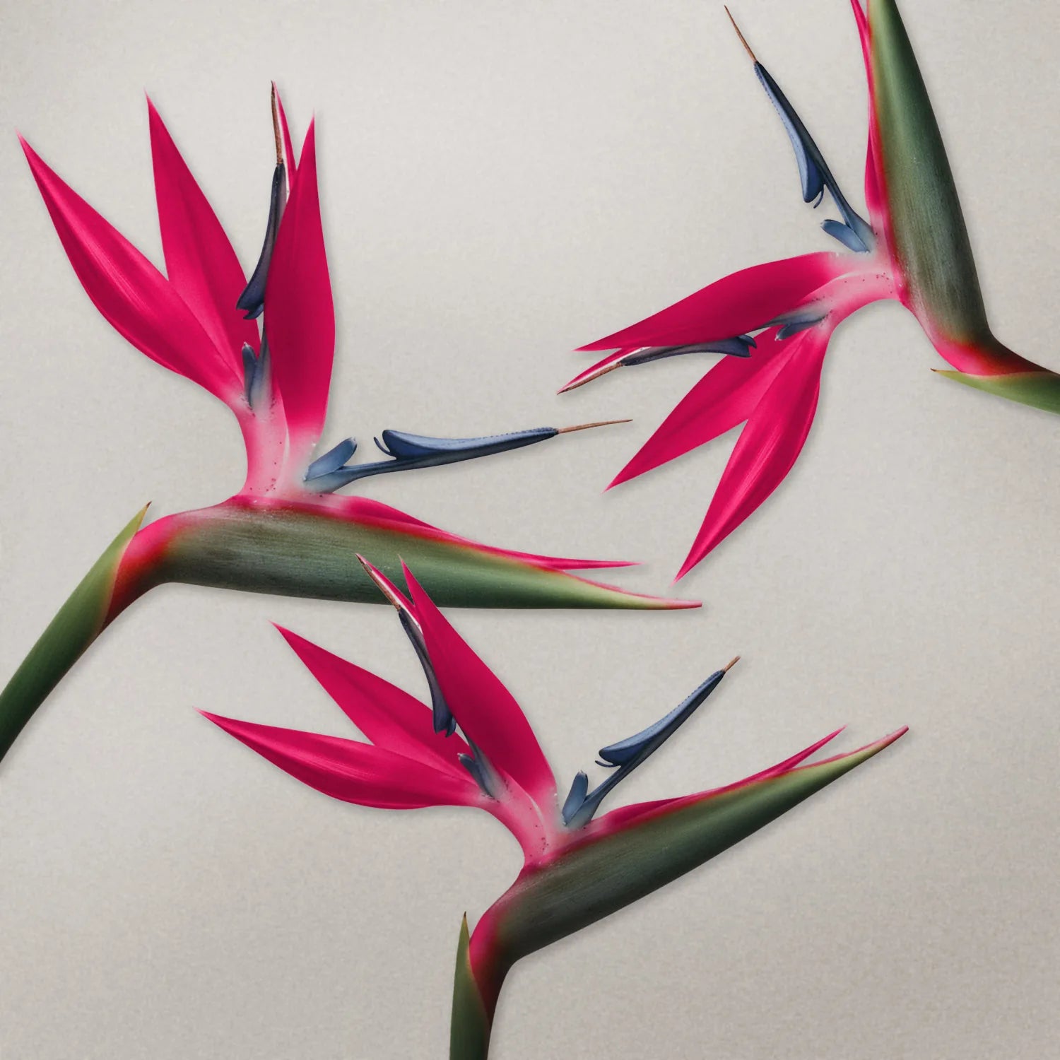 Tropikalne kwiaty w intensywnym, soczystym różowym odcieniu – inspiracja kolorem matowej pomadki Hedonista Pink-a-colada