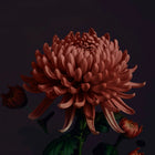 Kwiat w głębokim bordowo-czerwonym odcieniu – inspiracja kolorem matowej pomadki Hedonista SanFranKissco