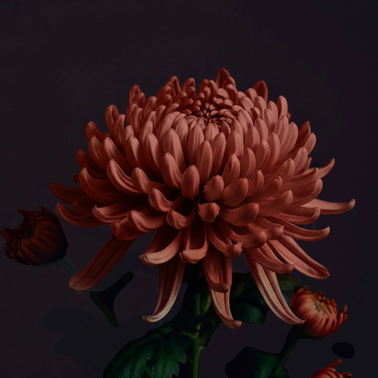 Kwiat w głębokim bordowo-czerwonym odcieniu – inspiracja kolorem matowej pomadki Hedonista SanFranKissco