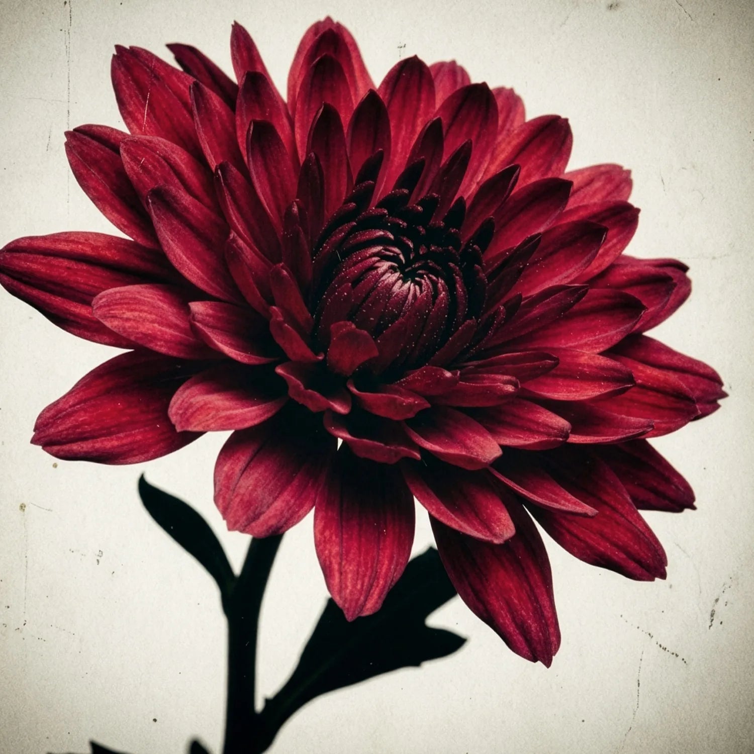 Głęboko czerwony kwiat w intensywnym, nasyconym odcieniu – inspiracja kolorem matowej pomadki Hedonista Stop