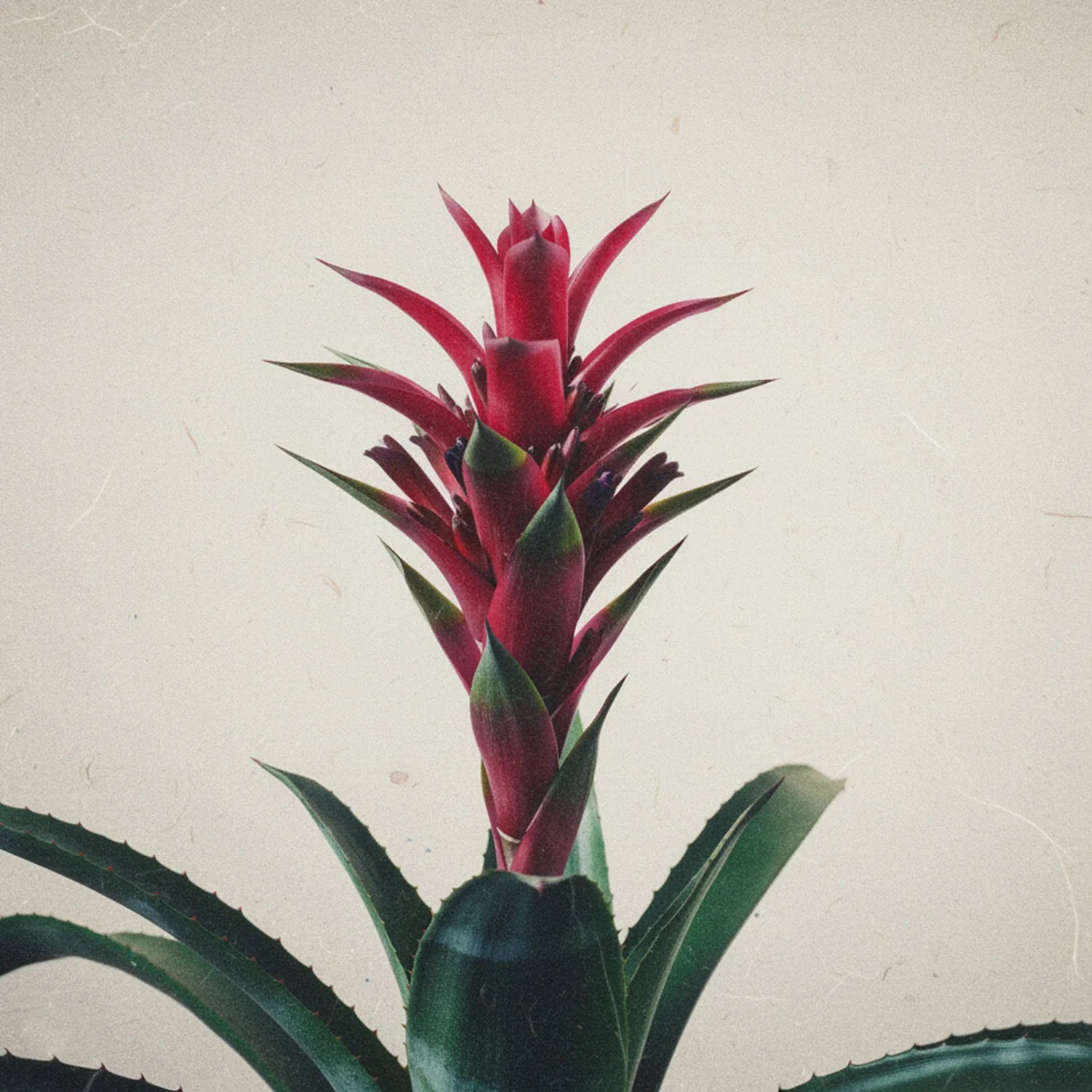 Egzotyczny kwiat w intensywnym czerwono-różowym odcieniu – inspiracja kolorem matowej pomadki Hedonista UglyBetty