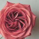 Pudrowo-różana róża w delikatnym, świetlistym odcieniu – inspiracja kolorem Hedonista RoseLighter Cream Rose